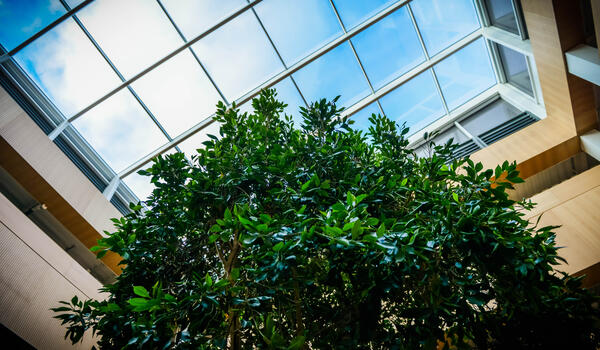 The library tree